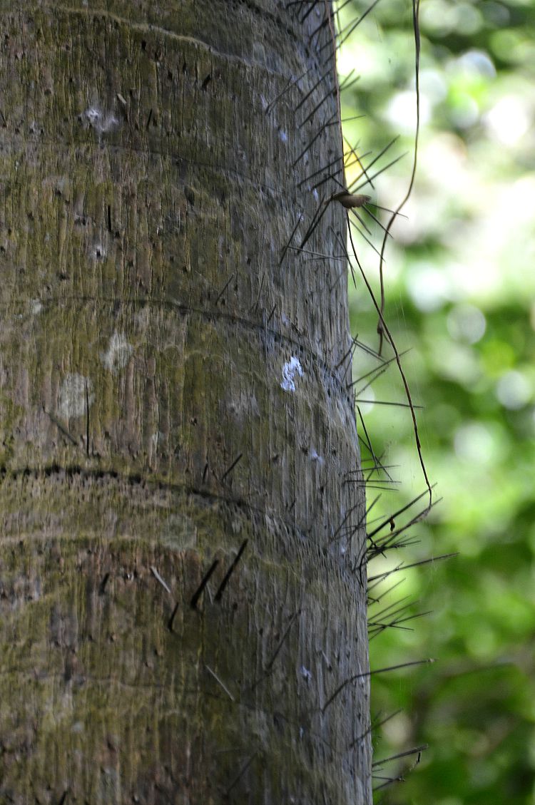 spiny-palm-tree