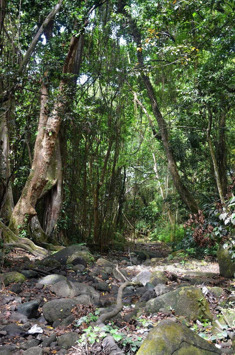 St. Kitts Rainforest