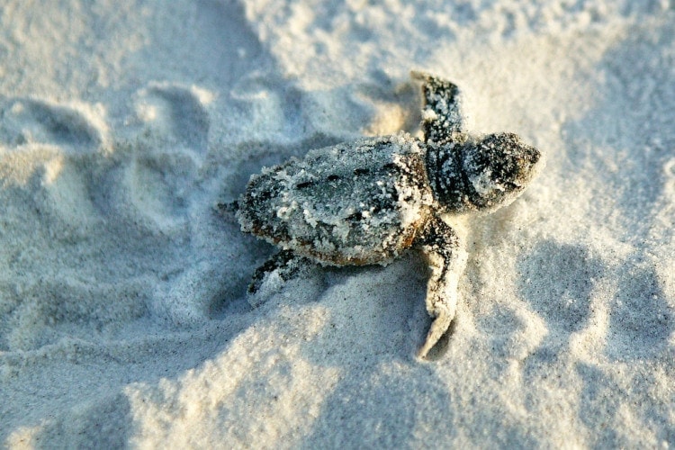 sea turtle gulf county