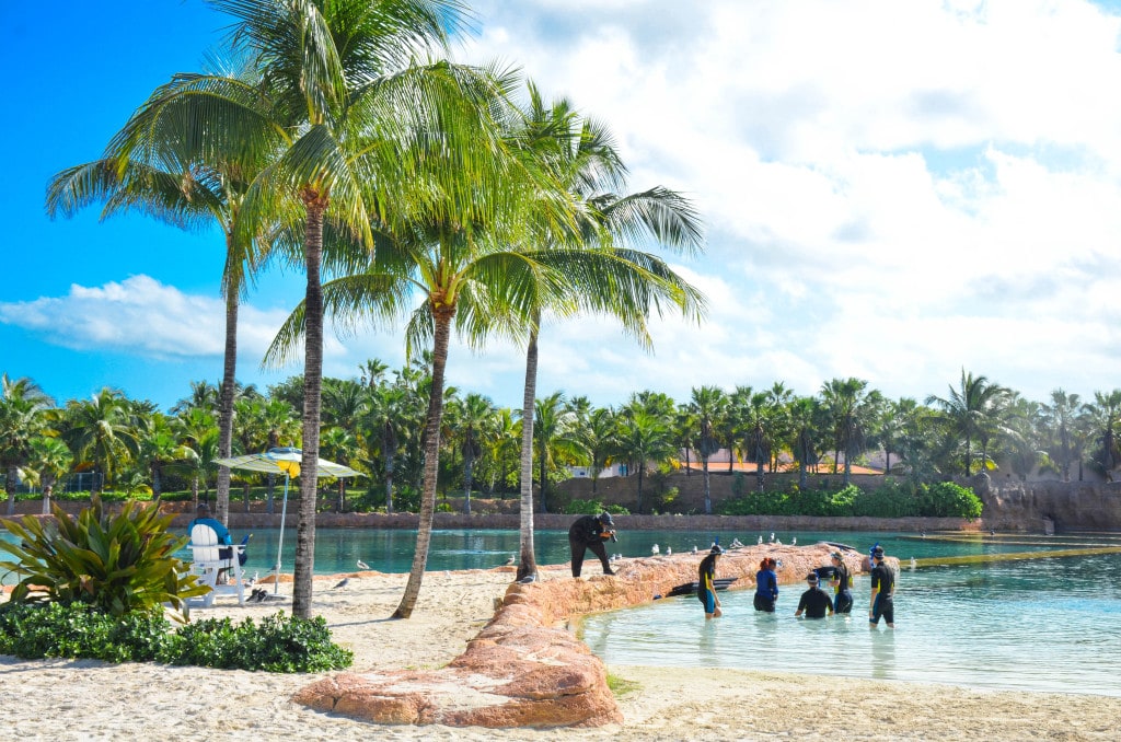 dolphin encounter atlantis paradise island