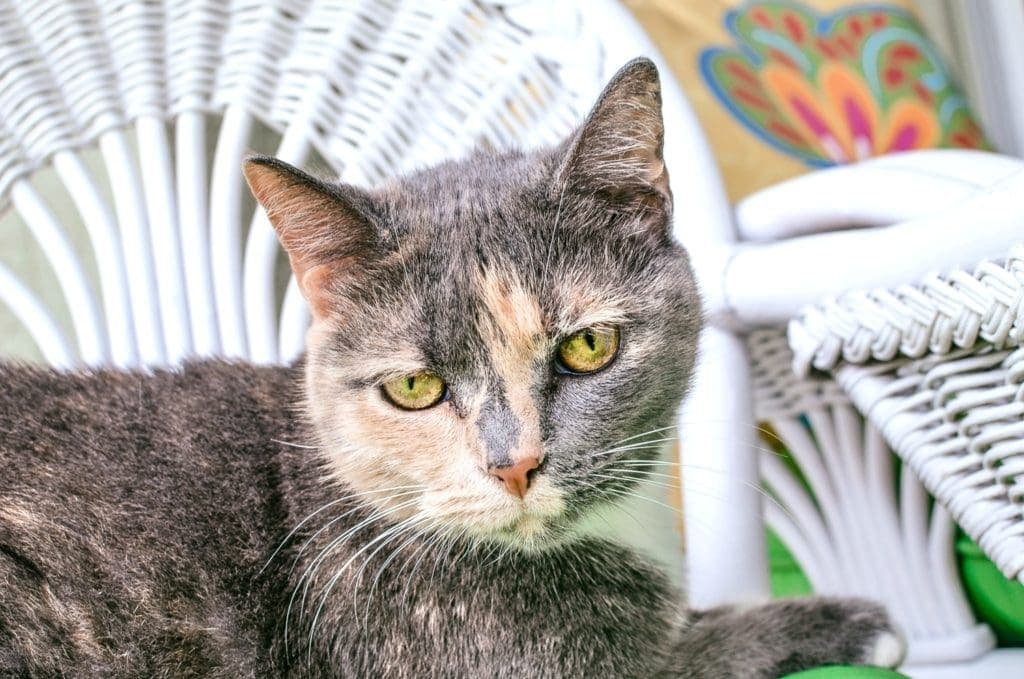 Pet Caress Natural Skin and Coat Care for Our Pets