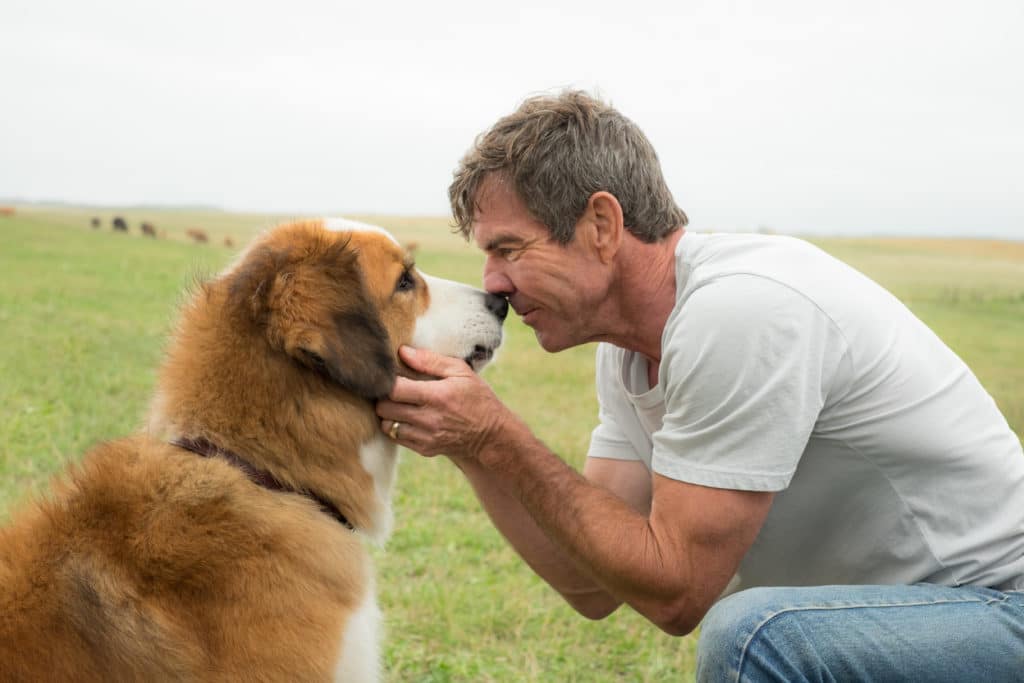 A DOG'S PURPOSE