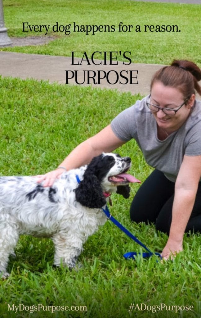 a dog's purpose poster