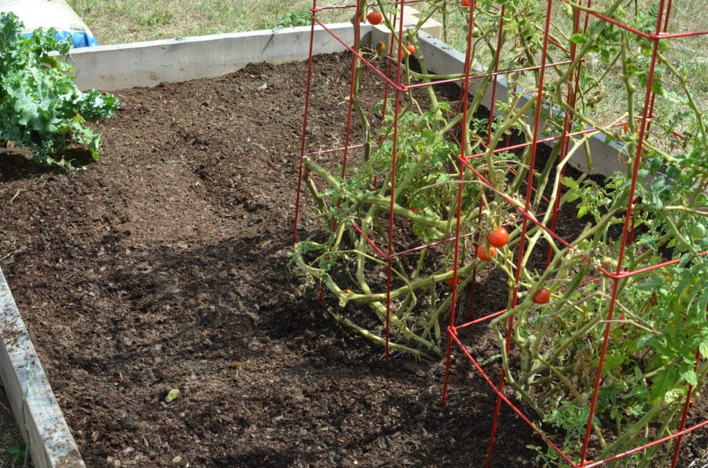 caged tomatoes