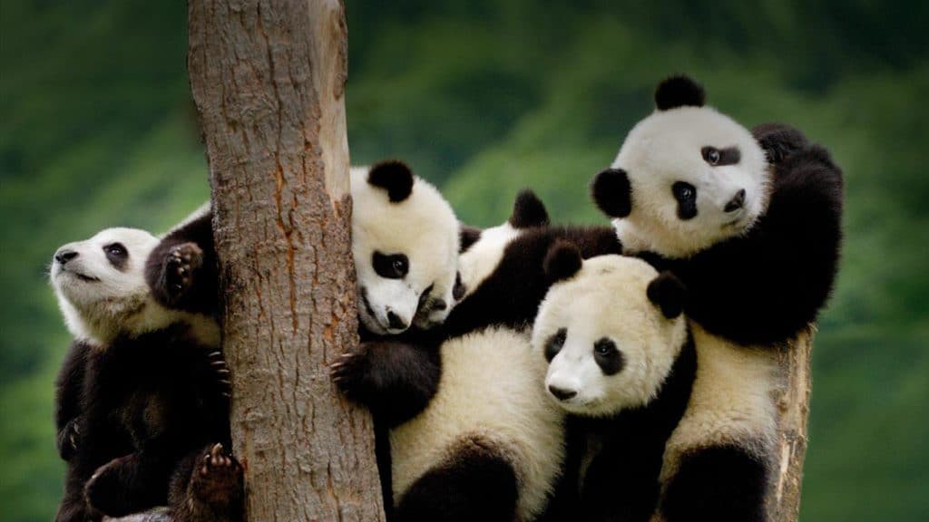 pandas