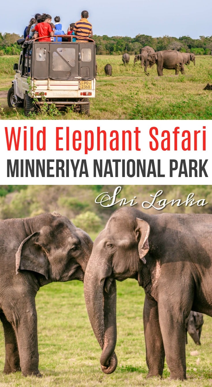 Wild Elephant Safari at Minneriya National Park in Sri Lanka