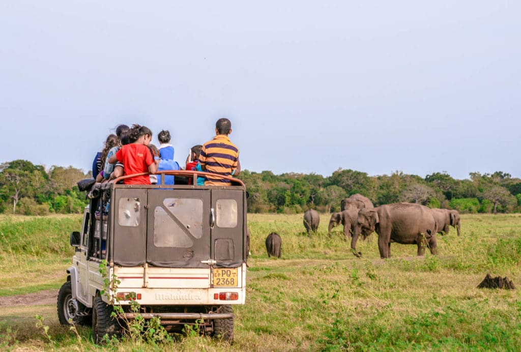 Minneriya National Park elephant safari