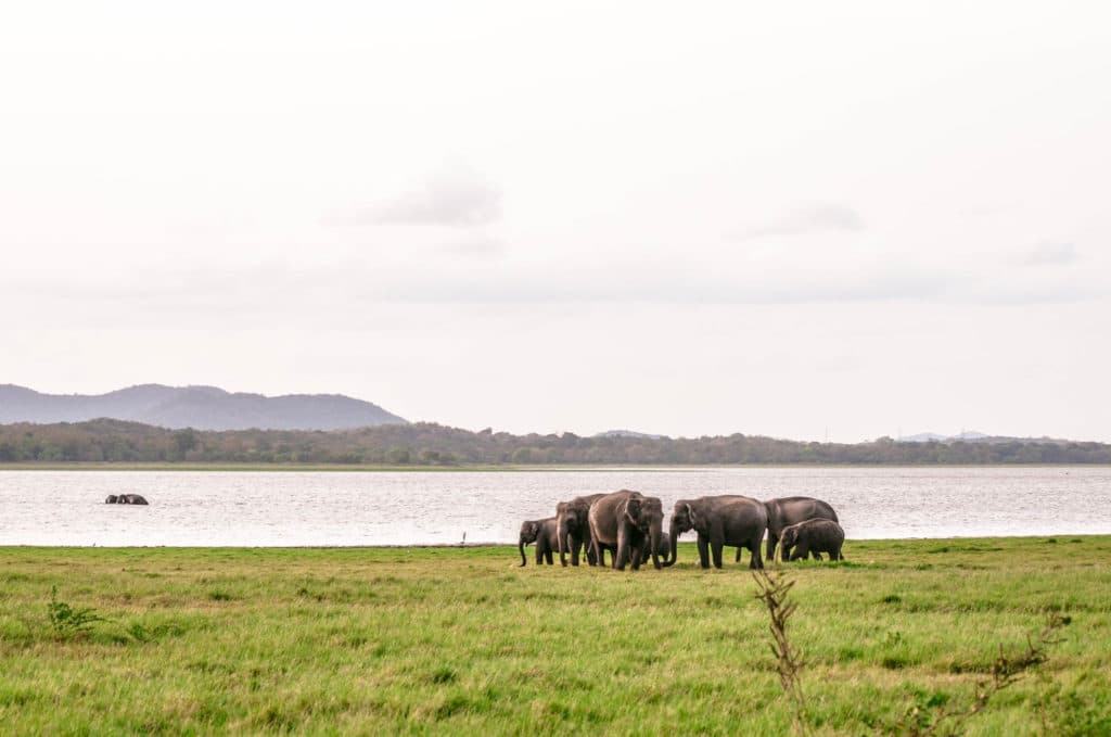 Wild Elephant Safari at Minneriya National Park in Sri Lanka