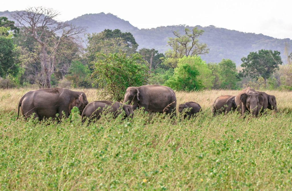 elephant safari sri lanka