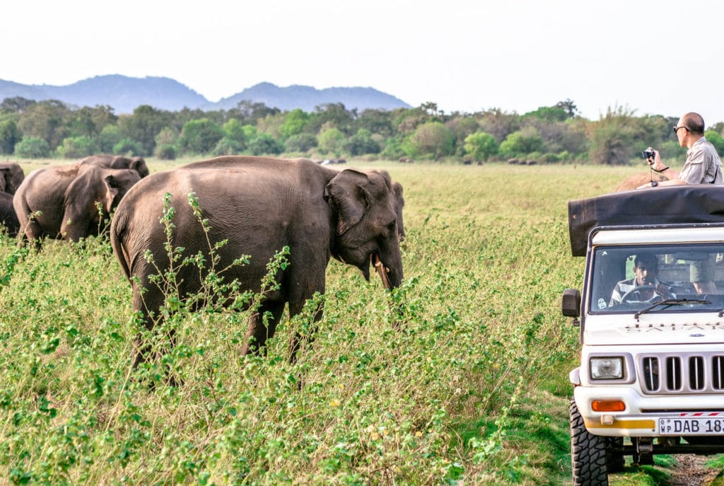 Elephant herd Minneriya National Park Sri Lanka