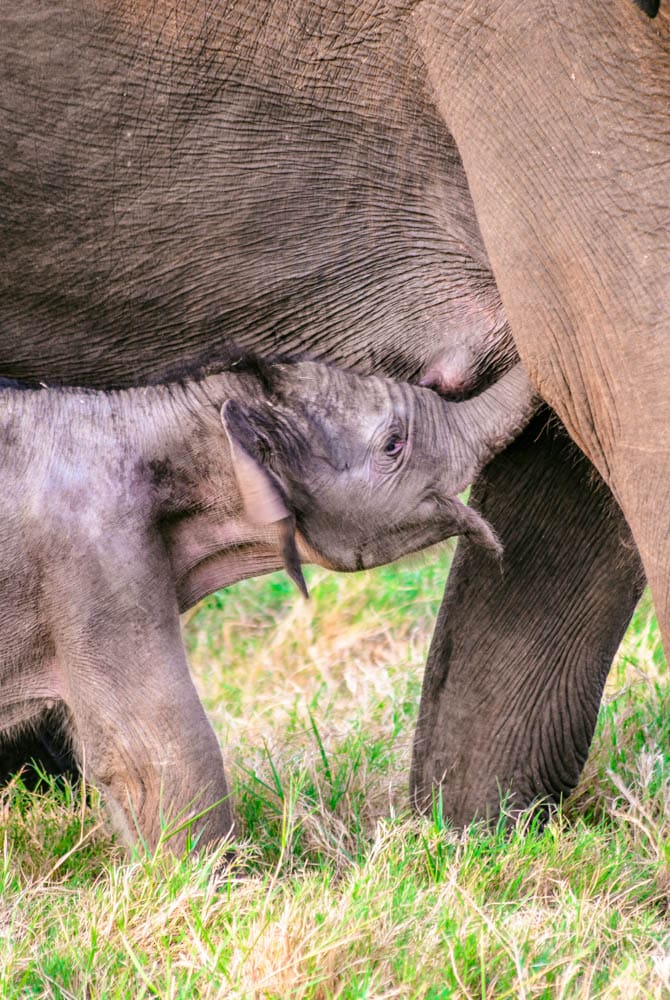 Wild Elephant Safari at Minneriya National Park in Sri Lanka