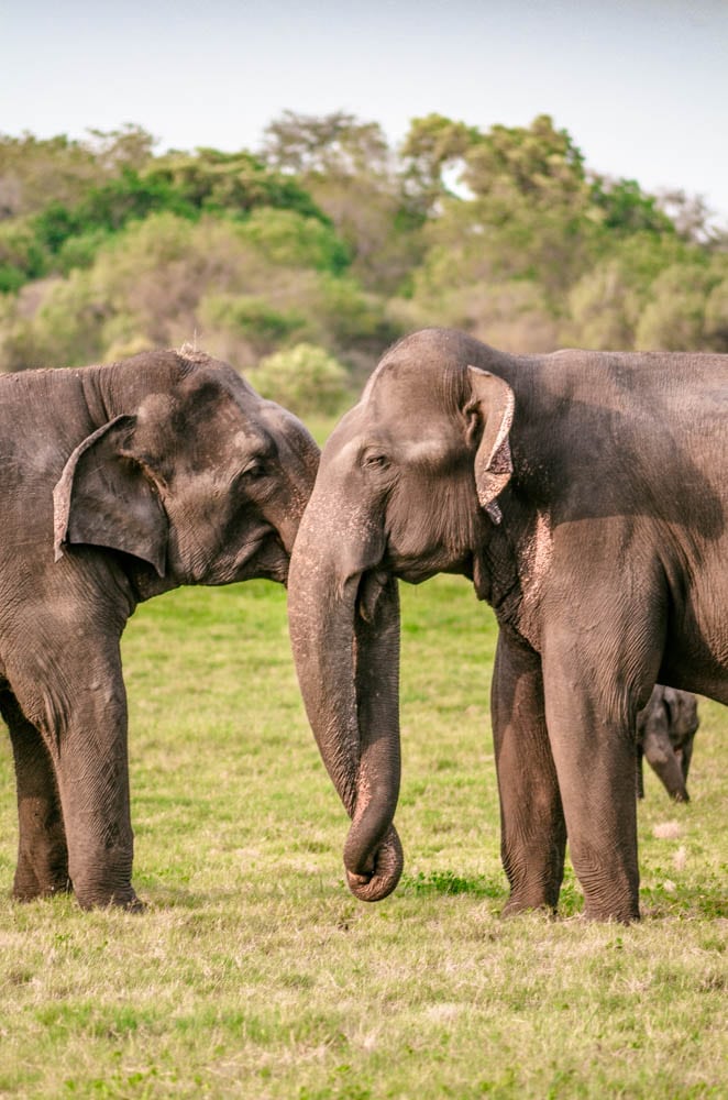Wild Elephants in sri lanka