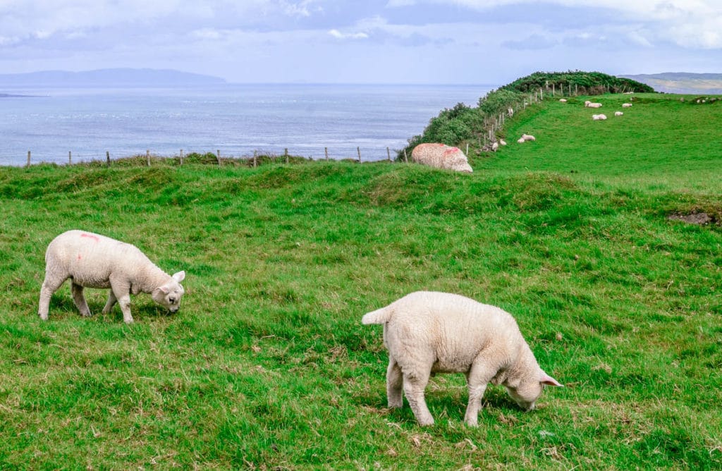 Portaneevey cliffs sheep