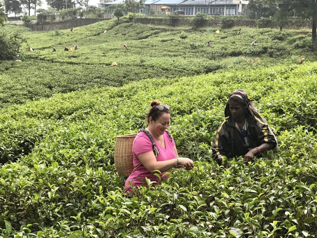picking tea in sri lanka