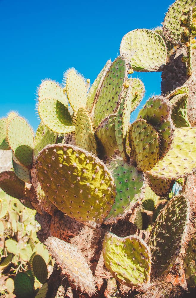 Galapagos cactus