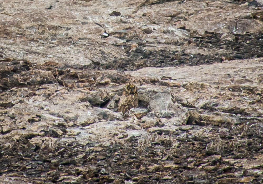 Galapagos owl