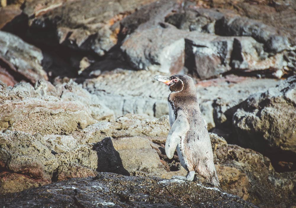 Galapagos penguin