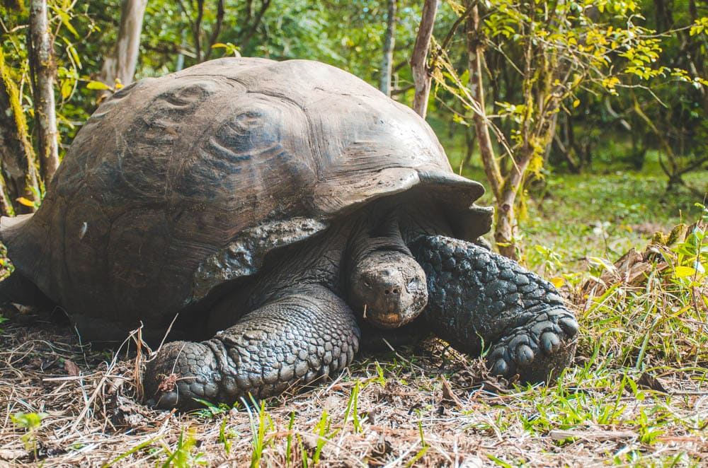 giant tortoise Galapagos