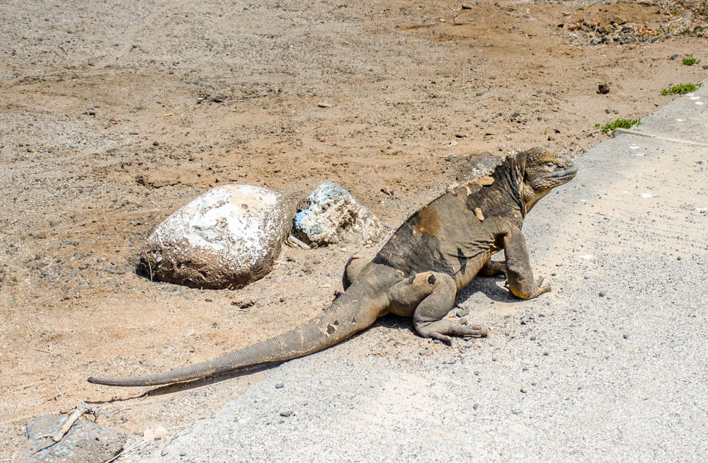 land iguana Galapagos