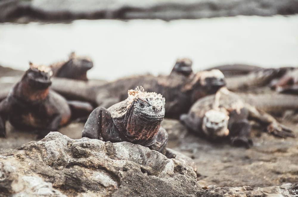 marine iguana Galapagos