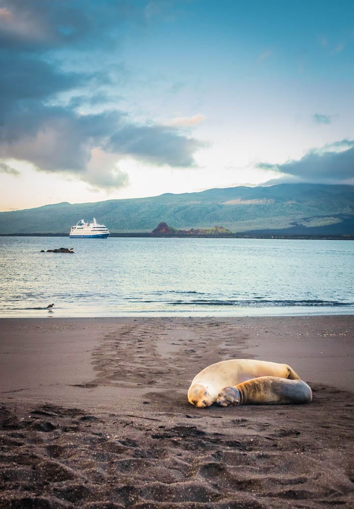 mom baby sea lion Galapagos Santa Cruz II