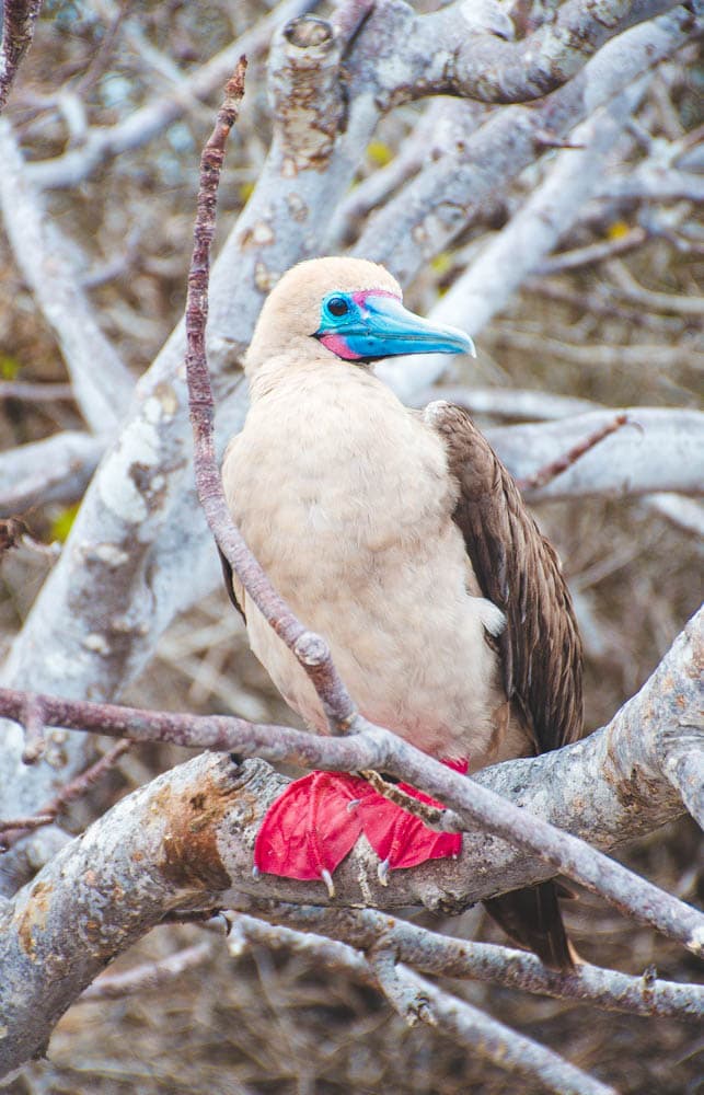 red-footed booby