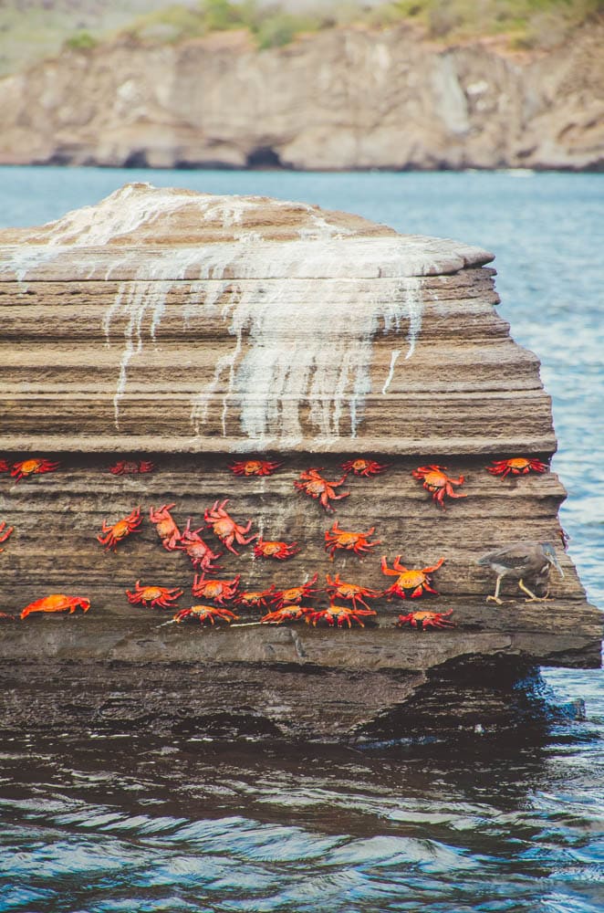 sally lightfoot crab Galapagos