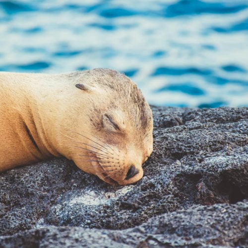 Galapagos sea lion Santa Cruz II metropolitan touring