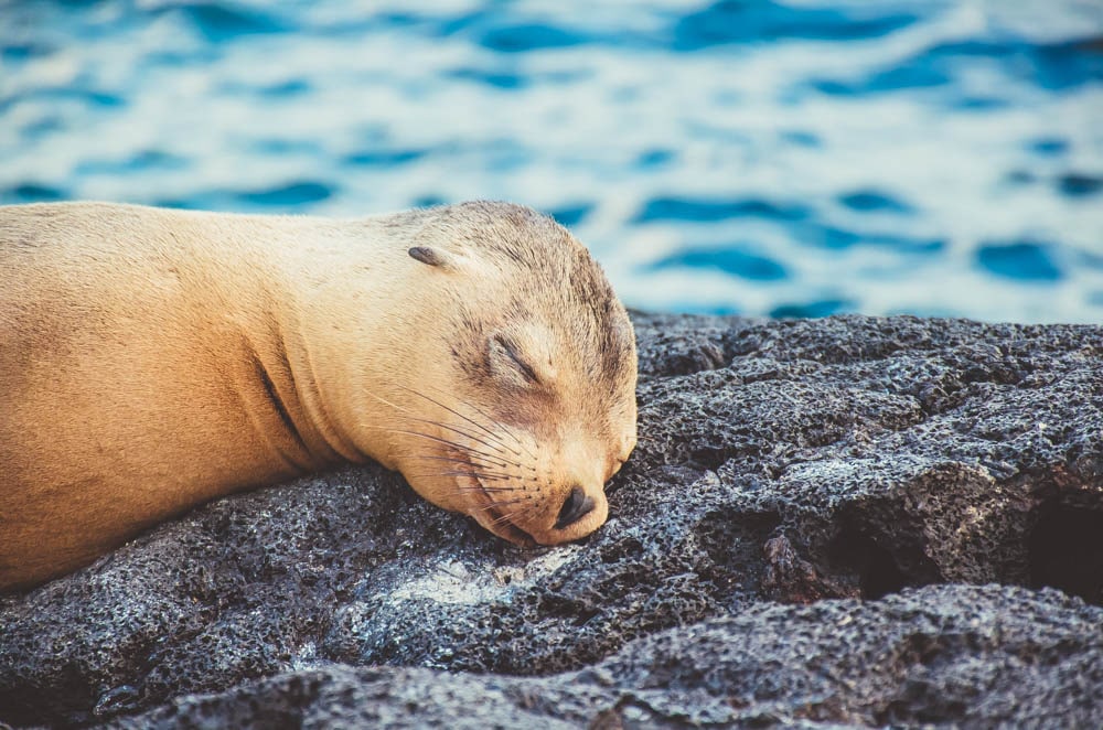 Galapagos sea lion Santa Cruz II metropolitan touring