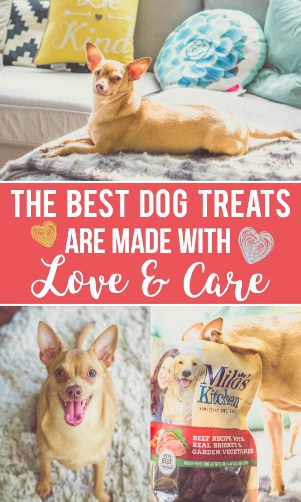 the best dog treats milo's kitchen