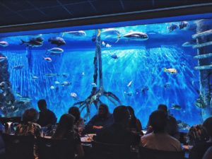 rumfish grill aquarium tanked