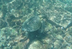 Galapagos cruise sea turtle snorkeling