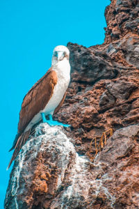 Galapagos cruise blue footed boogie