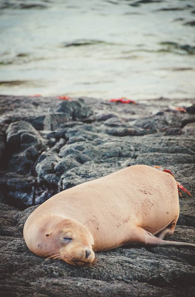 galapagos cruise tour sea lion