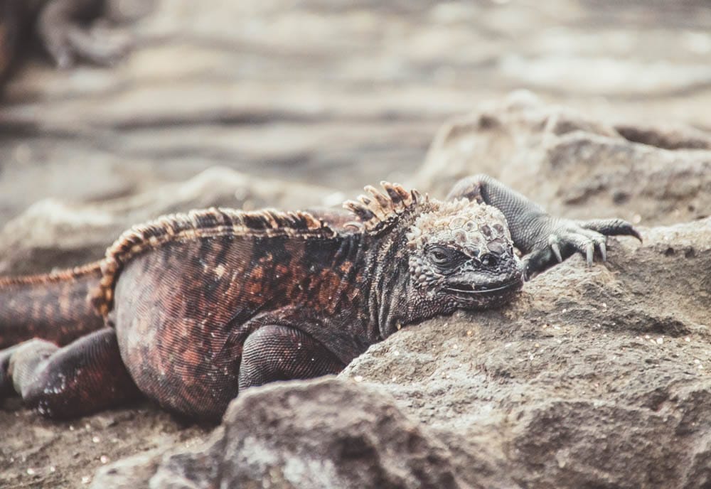 Galapagos cruise marine iguana