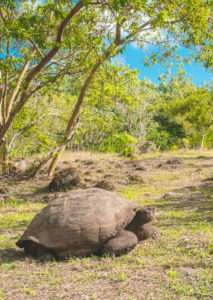 Galapagos tortoise