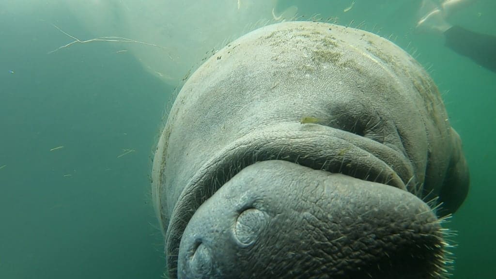 swim with manatees crystal river