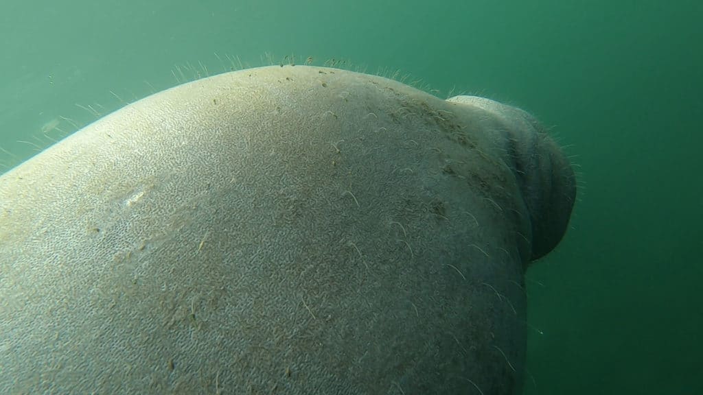 pregnant florida manatee