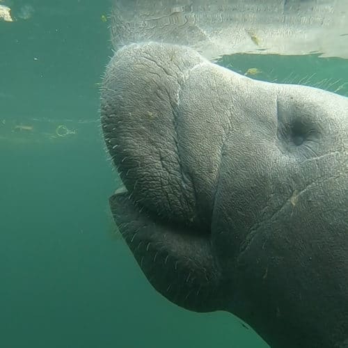 swim with manatees at plantation on crystal river