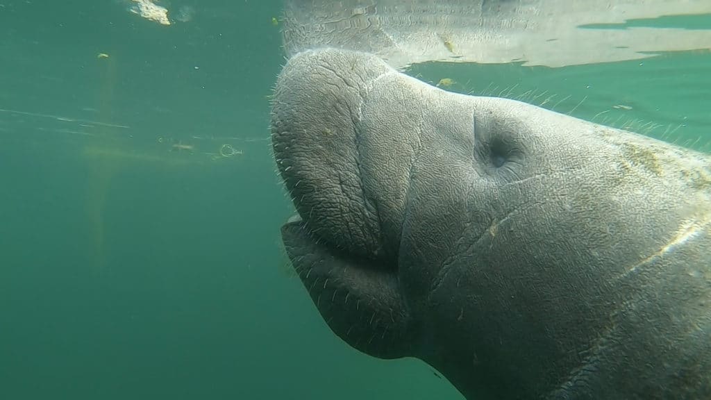 swim with manatees at plantation on crystal river