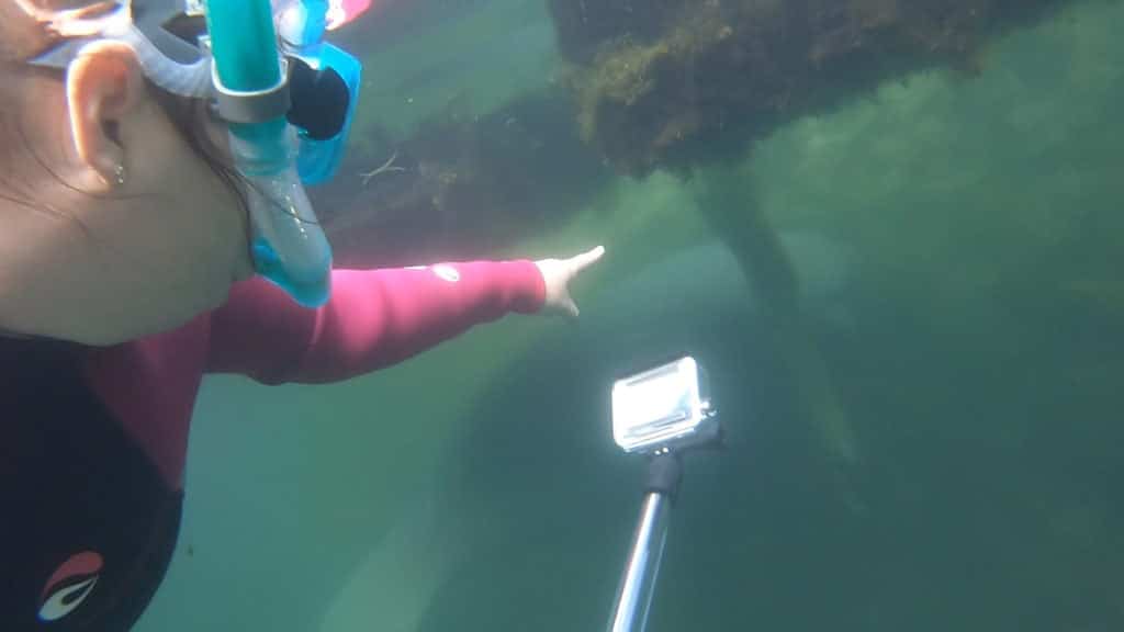 GoPro for swimming with manatees 