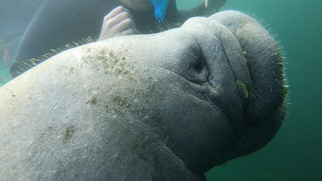 snorkeling with manatees plantation on crystal river