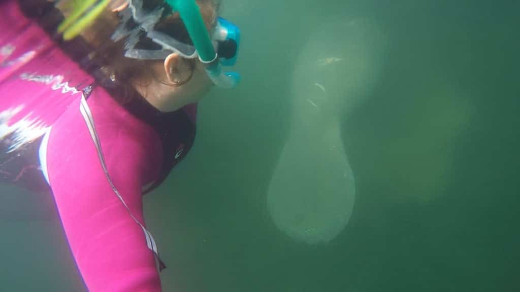 swimming with manatees crystal river