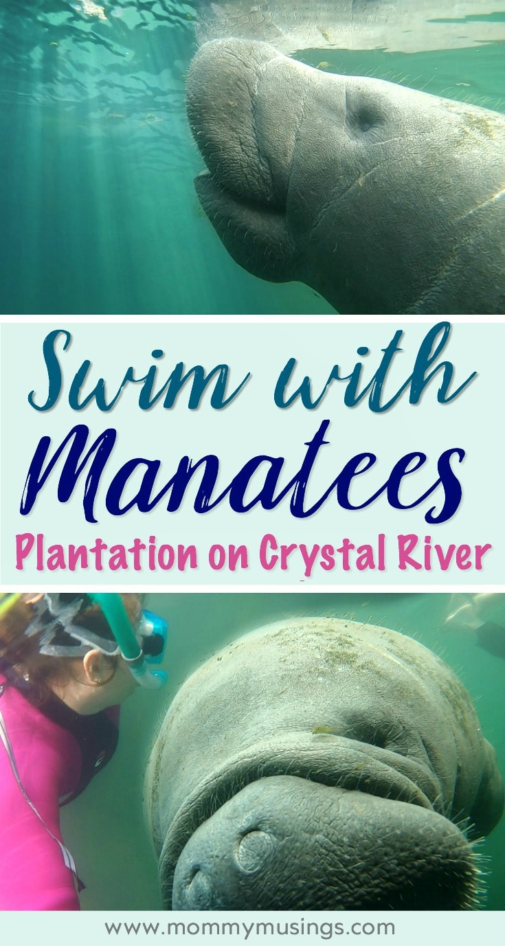 swim with manatees plantation on crystal river