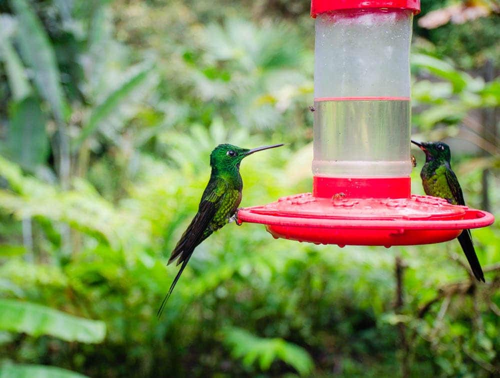 mashpi lodge hummingbirds