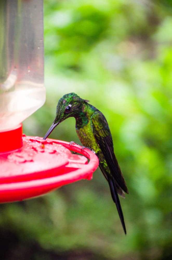 mashpi lodge hummingbird garden