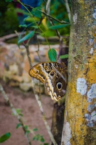 Mashpi lodge butterfly life center