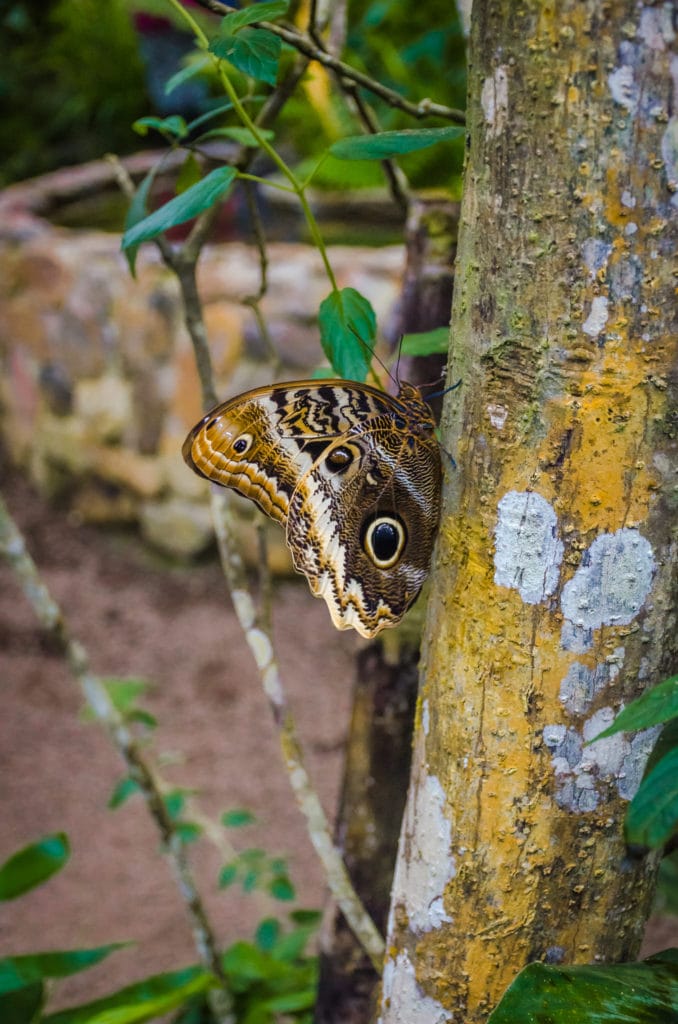 mashpi lodge butterfly life center