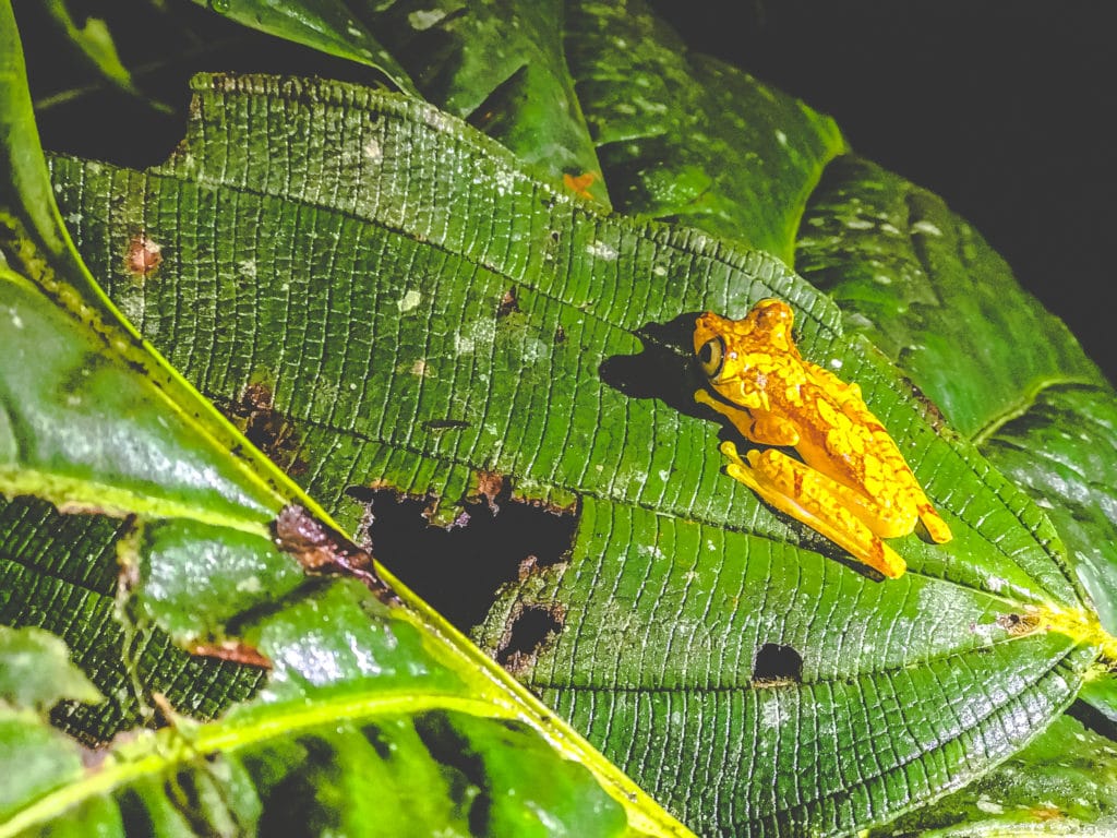 Mashpi lodge night hike frog