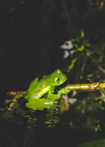 Mashpi lodge night hike glass frog
